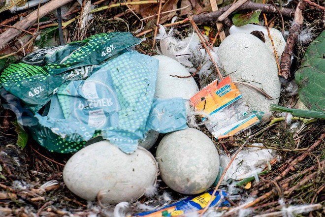 Hình ảnh gây sốc: Thiên nga đẻ trứng trong chiếc ổ làm bằng rác ở Copenhagen, Đan Mạch - Ảnh 4.
