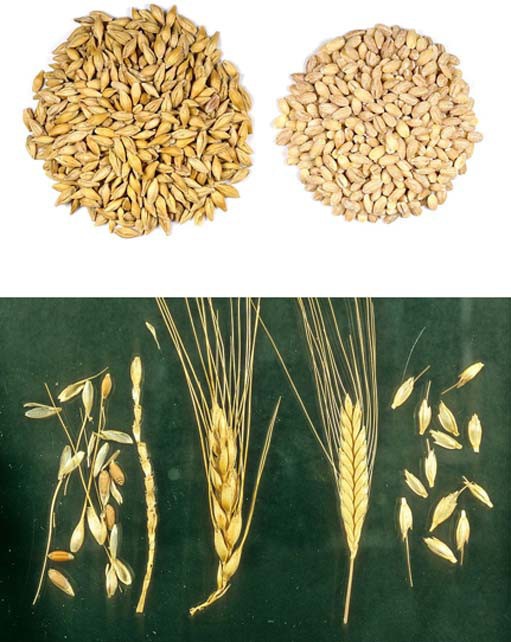 3 phương pháp thử thai kỳ quái thời cổ đại: Từ đi tiểu lên mầm lúa mạch đến đặt củ hành vào vùng kín - Ảnh 1.