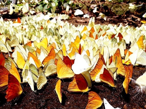 Tháng 4, đến Cúc Phương để ngắm bướm bay rợp trời - Ảnh 10.