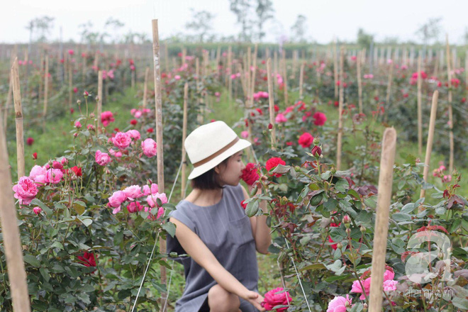 Ngắm khu vườn hoa hồng rộng đến 3 ha đẹp ngất ngây đã giúp cô gái 27 tuổi thoát khỏi bệnh trầm cảm ở Hà Nội - Ảnh 1.