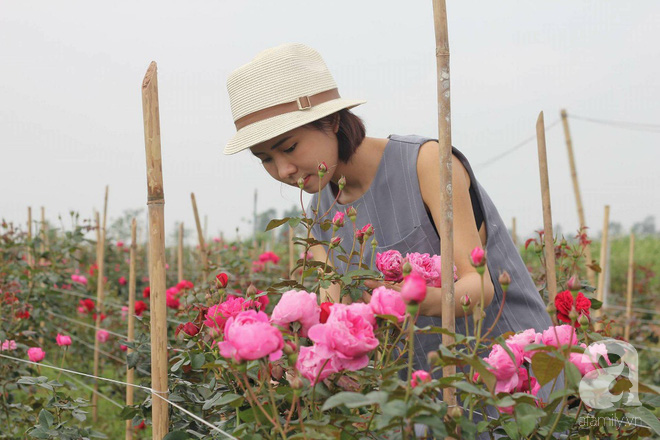 Ngắm khu vườn hoa hồng rộng đến 3 ha đẹp ngất ngây đã giúp cô gái 27 tuổi thoát khỏi bệnh trầm cảm ở Hà Nội - Ảnh 2.