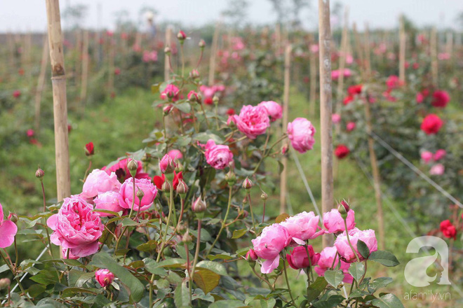 Ngắm khu vườn hoa hồng rộng đến 3 ha đẹp ngất ngây đã giúp cô gái 27 tuổi thoát khỏi bệnh trầm cảm ở Hà Nội - Ảnh 3.