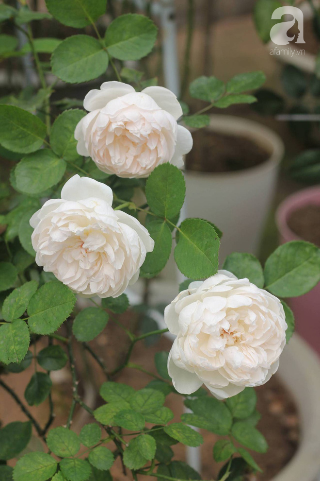 Ngắm khu vườn hoa hồng rộng đến 3 ha đẹp ngất ngây đã giúp cô gái 27 tuổi thoát khỏi bệnh trầm cảm ở Hà Nội - Ảnh 4.