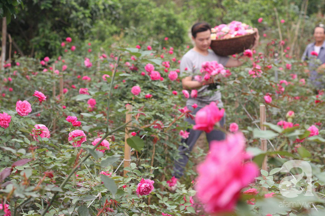 Ngắm khu vườn hoa hồng rộng đến 3 ha đẹp ngất ngây đã giúp cô gái 27 tuổi thoát khỏi bệnh trầm cảm ở Hà Nội - Ảnh 5.