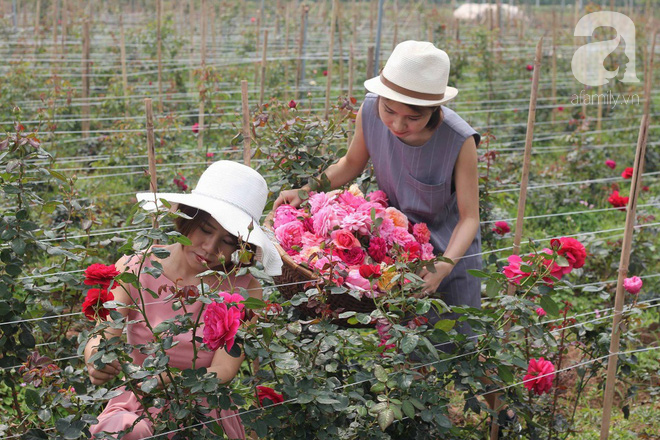 Ngắm khu vườn hoa hồng rộng đến 3 ha đẹp ngất ngây đã giúp cô gái 27 tuổi thoát khỏi bệnh trầm cảm ở Hà Nội - Ảnh 7.