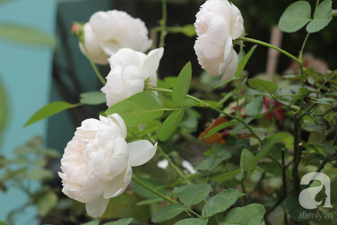 Ngắm khu vườn hoa hồng rộng đến 3 ha đẹp ngất ngây đã giúp cô gái 27 tuổi thoát khỏi bệnh trầm cảm ở Hà Nội - Ảnh 8.