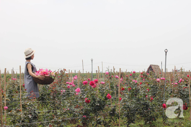 Ngắm khu vườn hoa hồng rộng đến 3 ha đẹp ngất ngây đã giúp cô gái 27 tuổi thoát khỏi bệnh trầm cảm ở Hà Nội - Ảnh 9.