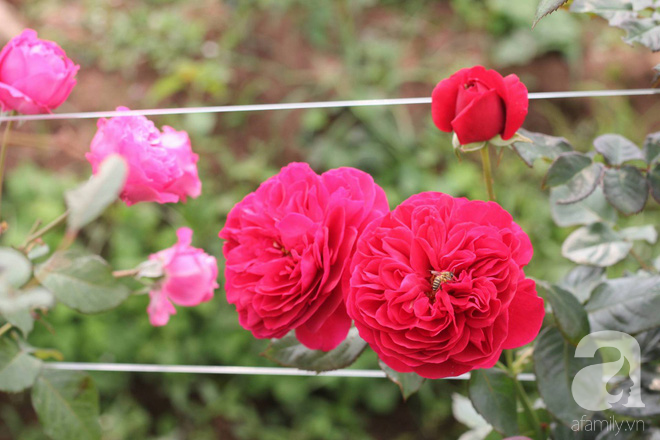 Ngắm khu vườn hoa hồng rộng đến 3 ha đẹp ngất ngây đã giúp cô gái 27 tuổi thoát khỏi bệnh trầm cảm ở Hà Nội - Ảnh 10.