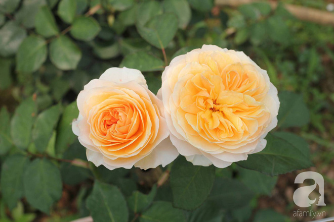Ngắm khu vườn hoa hồng rộng đến 3 ha đẹp ngất ngây đã giúp cô gái 27 tuổi thoát khỏi bệnh trầm cảm ở Hà Nội - Ảnh 11.