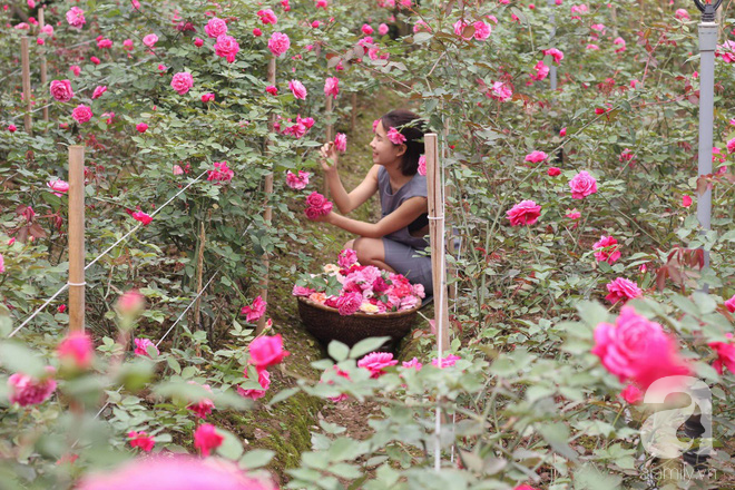 Ngắm khu vườn hoa hồng rộng đến 3 ha đẹp ngất ngây đã giúp cô gái 27 tuổi thoát khỏi bệnh trầm cảm ở Hà Nội - Ảnh 13.