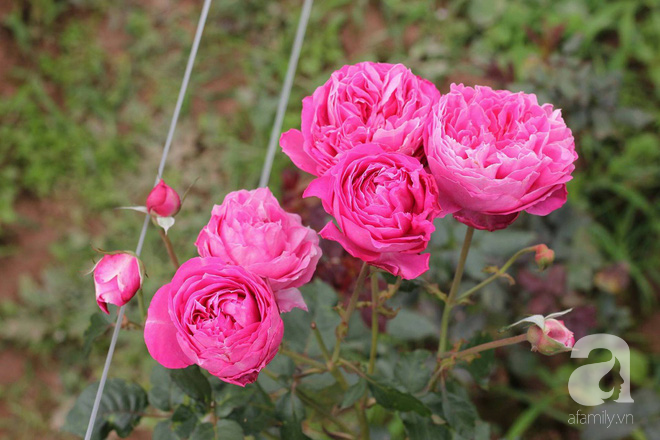 Ngắm khu vườn hoa hồng rộng đến 3 ha đẹp ngất ngây đã giúp cô gái 27 tuổi thoát khỏi bệnh trầm cảm ở Hà Nội - Ảnh 14.