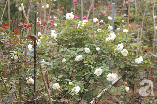 Ngắm khu vườn hoa hồng rộng đến 3 ha đẹp ngất ngây đã giúp nữ giám đốc 27 tuổi thoát khỏi trầm cảm - Ảnh 20.