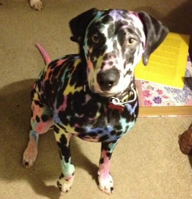 Cô giáo ra bài tập Hãy vẽ con vật mà em yêu thích nhất và đây là kết quả - Ảnh 13.