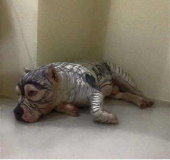 Cô giáo ra bài tập Hãy vẽ con vật mà em yêu thích nhất và đây là kết quả - Ảnh 3.