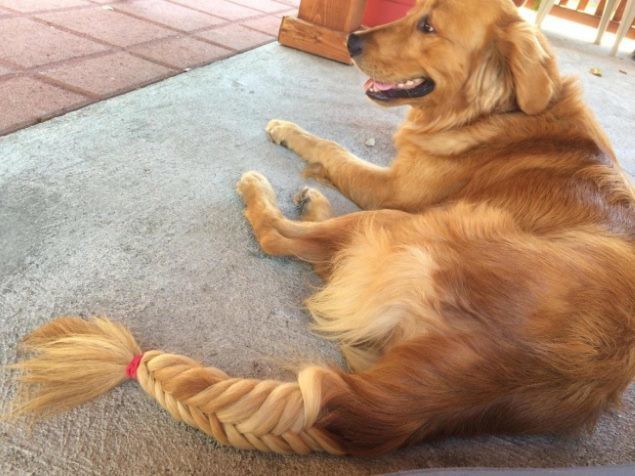 Cô giáo ra bài tập Hãy vẽ con vật mà em yêu thích nhất và đây là kết quả - Ảnh 16.