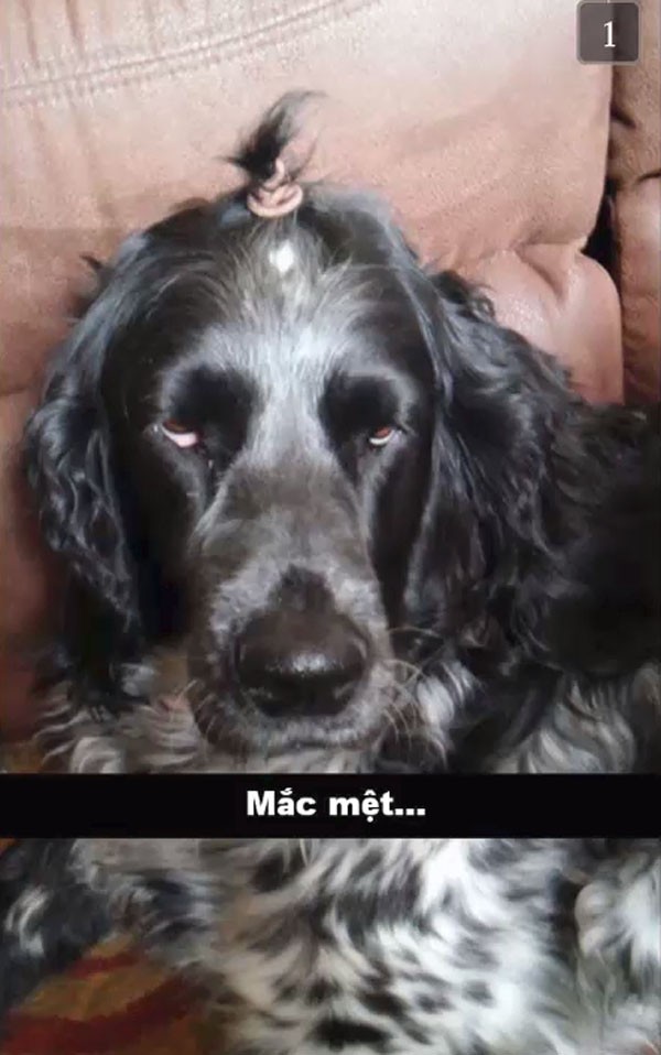 Cô giáo ra bài tập Hãy vẽ con vật mà em yêu thích nhất và đây là kết quả - Ảnh 15.