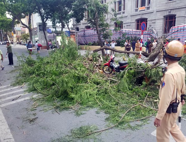 Hà Nội: Cây phượng cổ thụ bật gốc đổ ngang đường, 5 người thoát chết trong gang tấc - Ảnh 3.