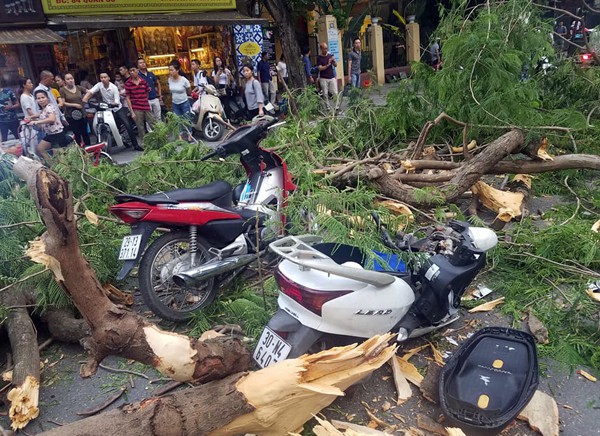 Hà Nội: Cây phượng cổ thụ bật gốc đổ ngang đường, 5 người thoát chết trong gang tấc - Ảnh 2.