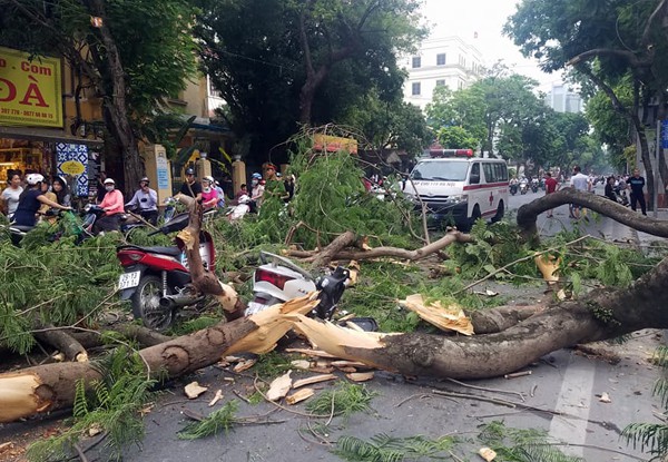 Hà Nội: Cây phượng cổ thụ bật gốc đổ ngang đường, 5 người thoát chết trong gang tấc - Ảnh 1.