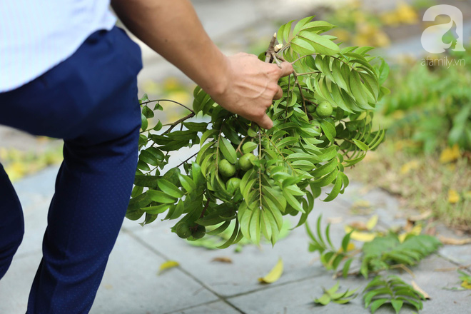 Hà Nội: Người dân treo mình trên cây sấu kiếm hàng triệu đồng mỗi ngày - Ảnh 7.