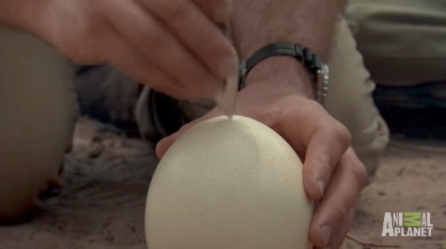 Nhờ nấu giúp quả trứng đà điểu, người đàn ông đinh ninh bà lão sẽ dùng chảo không ngờ bà đổ hết trứng lên cát - Ảnh 4.