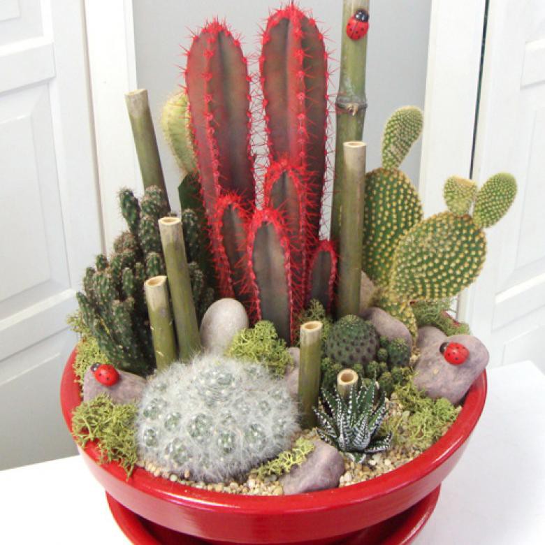 Muốn c&acirc;y xương rồng cảnh sống l&acirc;u thật l&acirc;u đừng bỏ qua 3 mẹo cực hay n&agrave;y! - Ảnh 1.