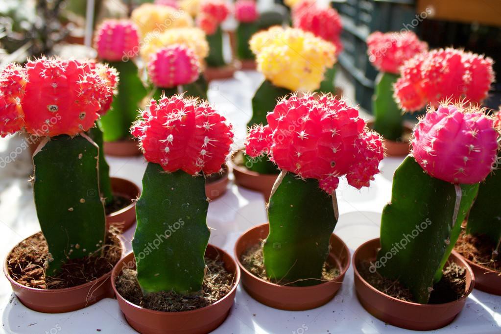 Muốn c&acirc;y xương rồng cảnh sống l&acirc;u thật l&acirc;u đừng bỏ qua 3 mẹo cực hay n&agrave;y! - Ảnh 4.