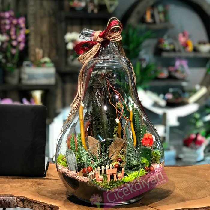 Muốn c&acirc;y xương rồng cảnh sống l&acirc;u thật l&acirc;u đừng bỏ qua 3 mẹo cực hay n&agrave;y! - Ảnh 3.