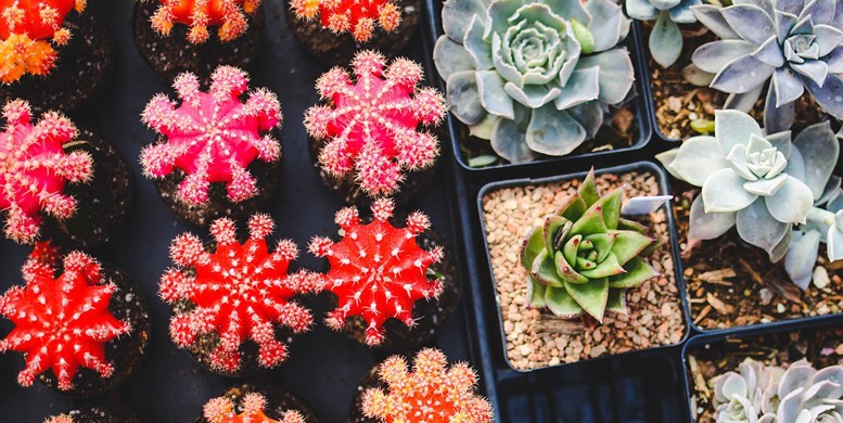 Muốn c&acirc;y xương rồng cảnh sống l&acirc;u thật l&acirc;u đừng bỏ qua 3 mẹo cực hay n&agrave;y! - Ảnh 5.