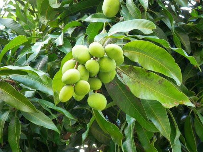 Thái Lan xuất hiện loại trái cây nhìn lạ mắt mà chấm với mắm thì ngon cực phẩm - Ảnh 3.