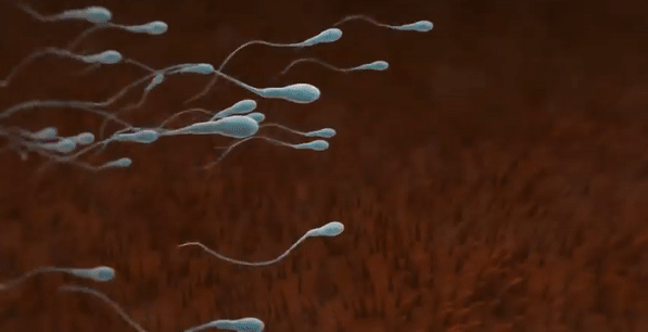 Clip tuyệt đẹp ghi lại trọn vẹn quá trình hình thành và phát triển của thai nhi trong bụng mẹ - Ảnh 2.