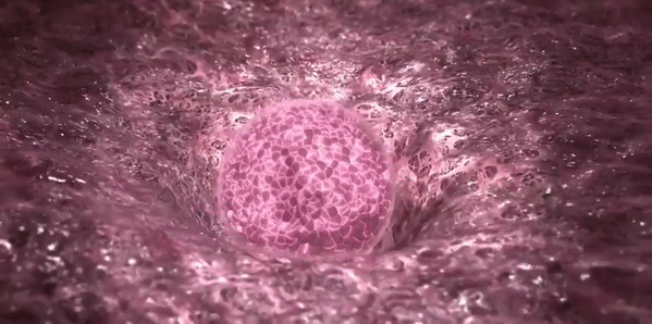 Clip tuyệt đẹp ghi lại trọn vẹn quá trình hình thành và phát triển của thai nhi trong bụng mẹ - Ảnh 3.