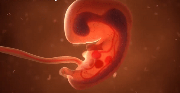 Clip tuyệt đẹp ghi lại trọn vẹn quá trình hình thành và phát triển của thai nhi trong bụng mẹ - Ảnh 4.