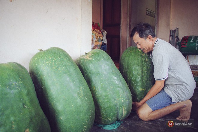 Cận cảnh khu vườn với những quả bí đao khổng lồ 