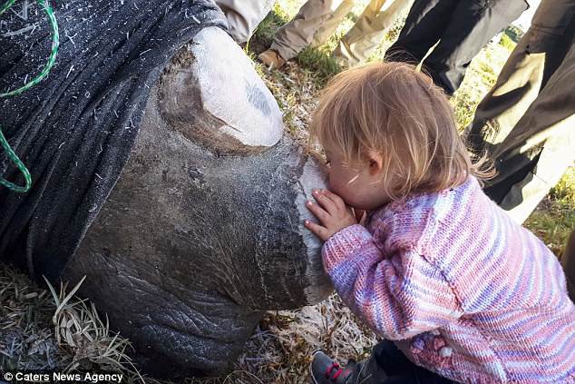 Khoảnh khắc ngọt ngào hiếm thấy: Bé gái nhẹ nhàng hôn chú tê giác bị cưa sừng khiến người lớn cũng phải lặng người suy ngẫm - Ảnh 1.