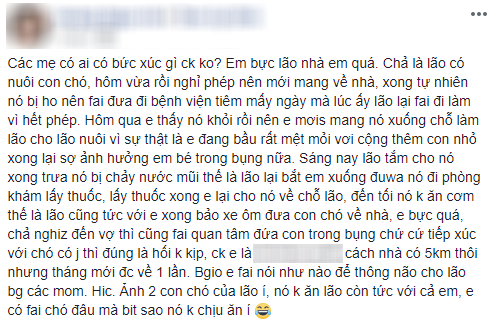 Cám cảnh vợ bầu bị chồng giao nhiệm vụ chăm chó cưng: chó bệnh cũng gọi vợ, chó không ăn vợ cũng bị mắng - Ảnh 1.