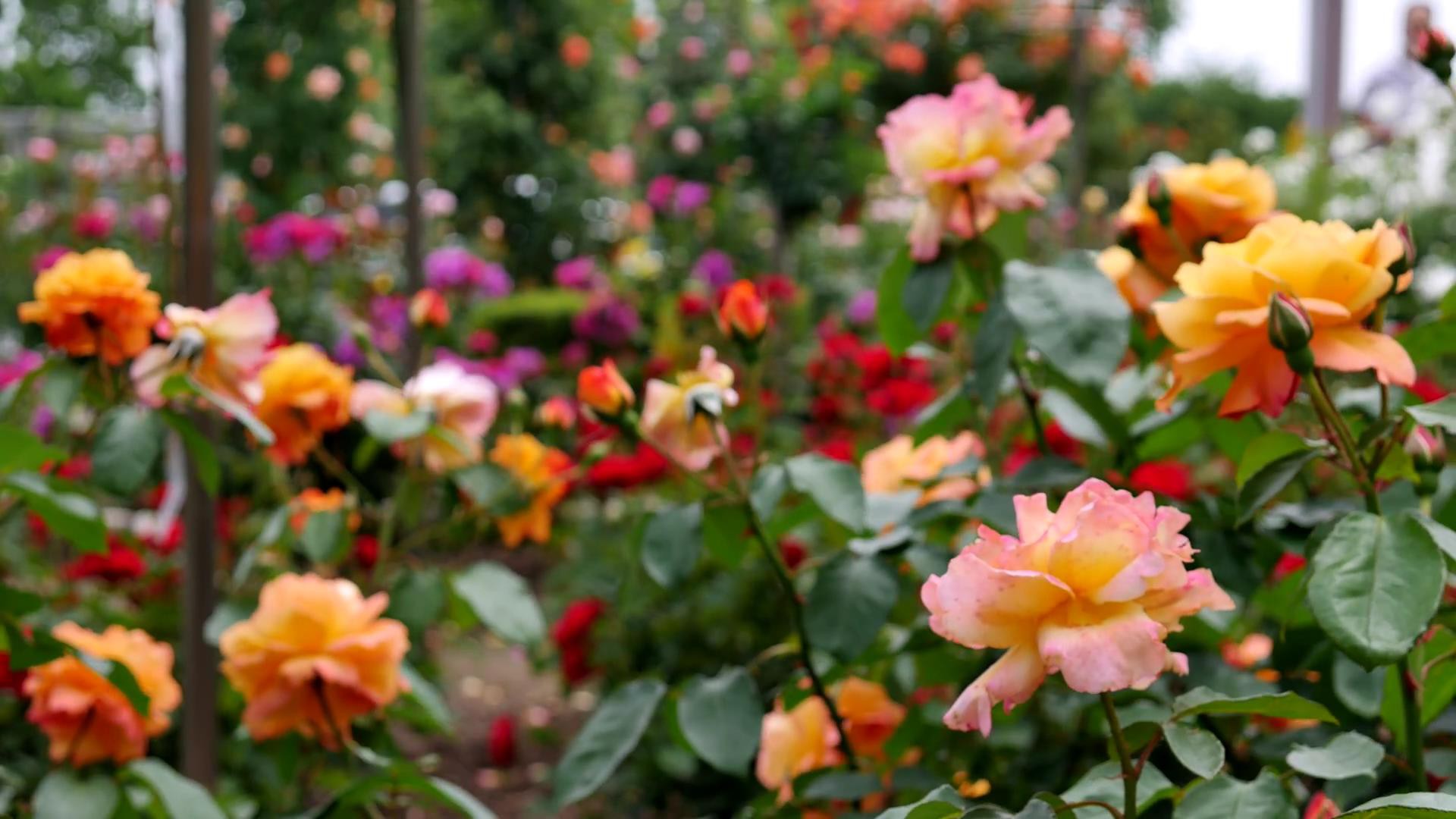 Đến thăm khu vườn trên đảo ở Nhật Bản với 2.600 cây hoa hồng rung rinh trước gió đẹp mê mẩn lòng người - Ảnh 6.