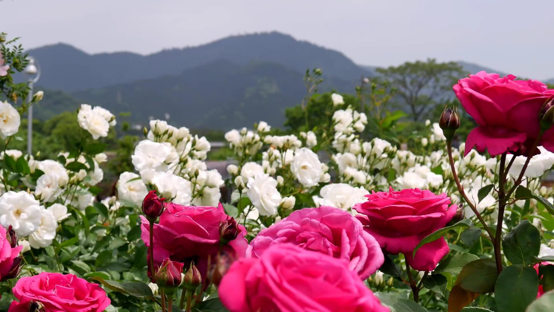 Đến thăm khu vườn trên đảo ở Nhật Bản với 2.600 cây hoa hồng rung rinh trước gió đẹp mê mẩn lòng người - Ảnh 7.