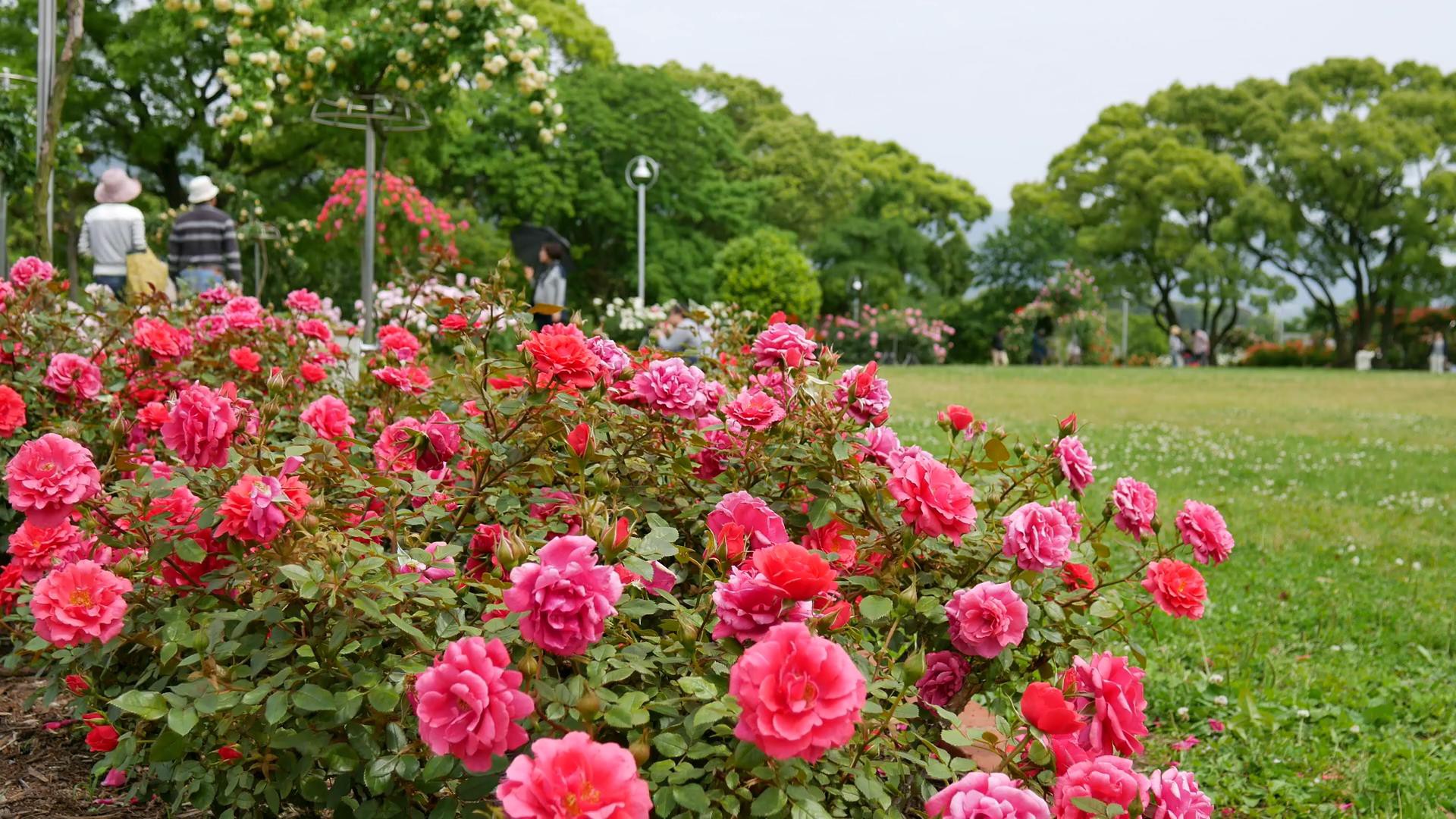 Đến thăm khu vườn trên đảo ở Nhật Bản với 2.600 cây hoa hồng rung rinh trước gió đẹp mê mẩn lòng người - Ảnh 8.