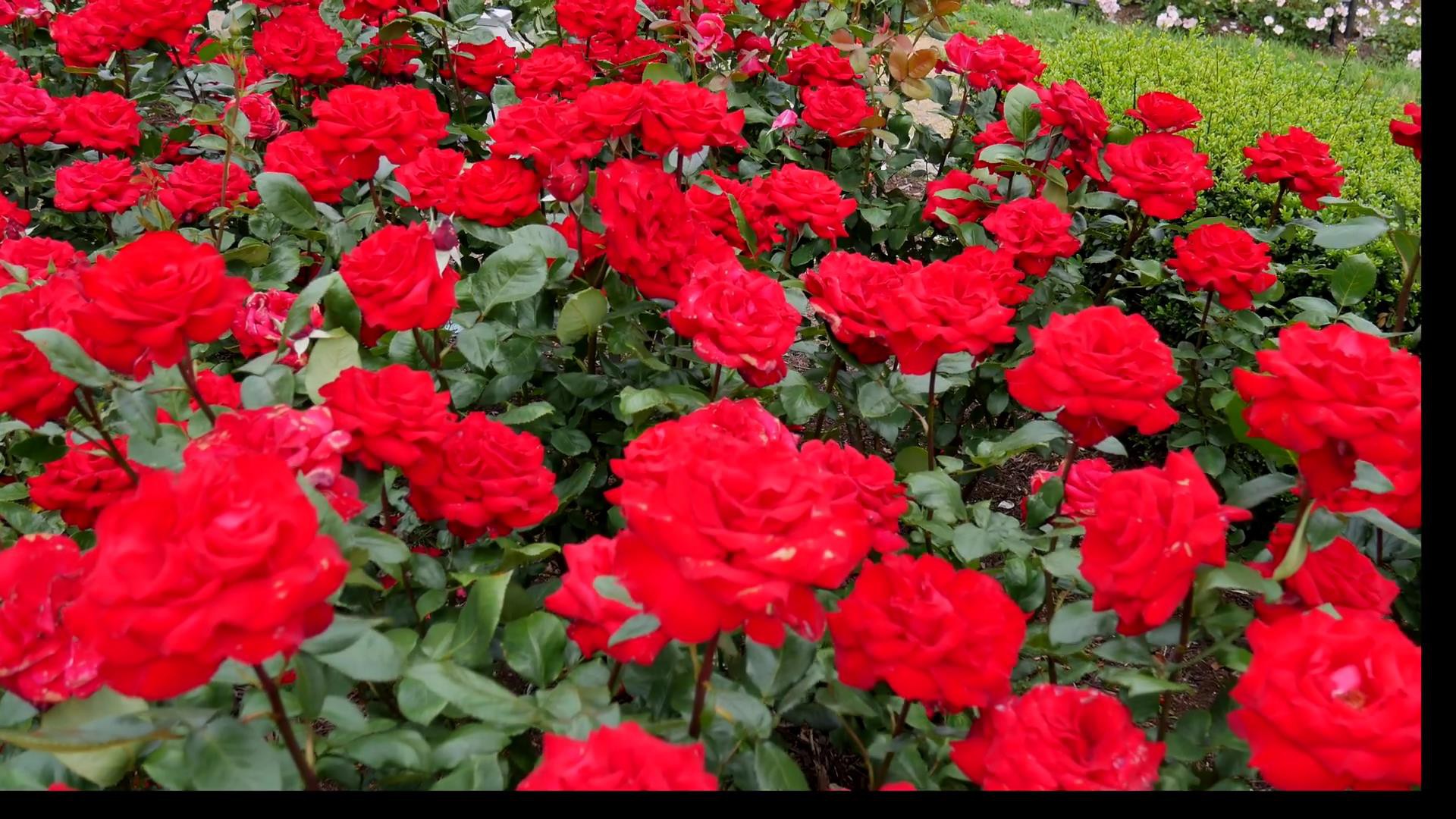 Đến thăm khu vườn trên đảo ở Nhật Bản với 2.600 cây hoa hồng rung rinh trước gió đẹp mê mẩn lòng người - Ảnh 9.