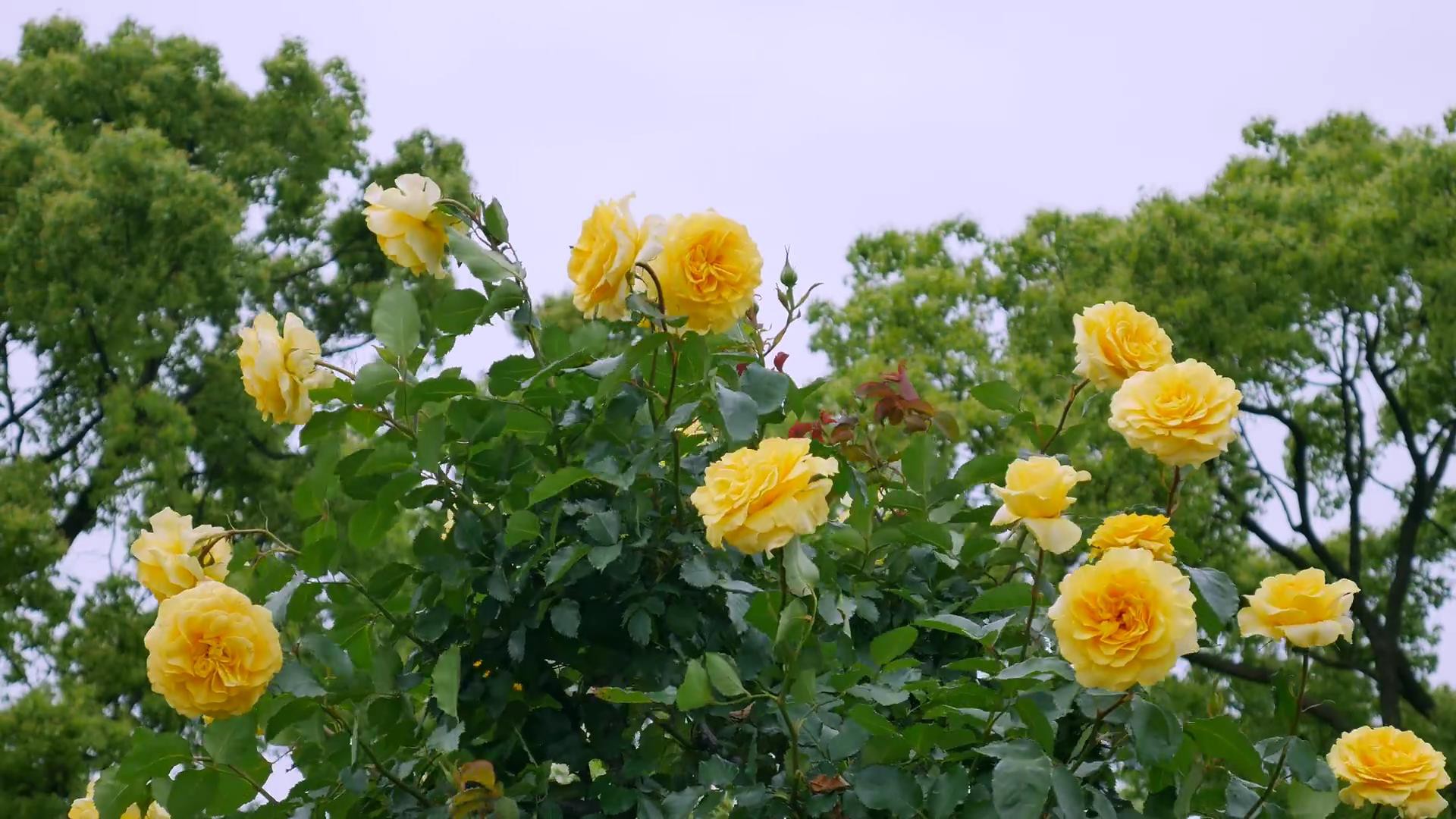 Đến thăm khu vườn trên đảo ở Nhật Bản với 2.600 cây hoa hồng rung rinh trước gió đẹp mê mẩn lòng người - Ảnh 10.