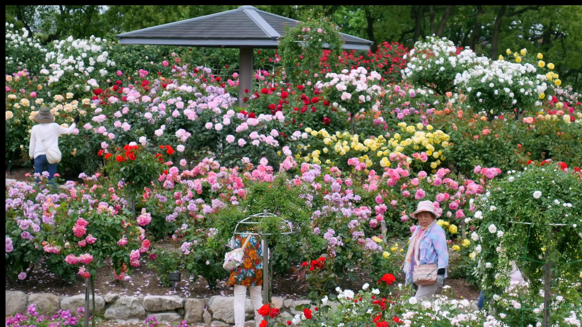 Đến thăm khu vườn trên đảo ở Nhật Bản với 2.600 cây hoa hồng rung rinh trước gió đẹp mê mẩn lòng người - Ảnh 11.