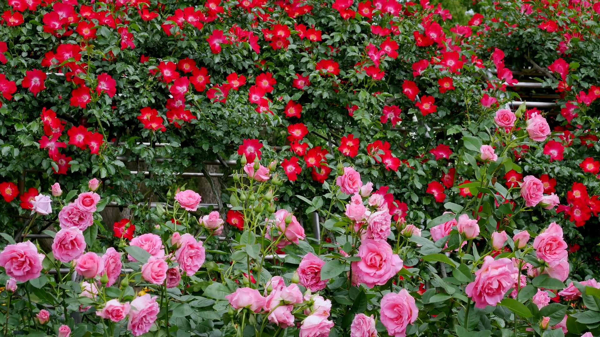 Đến thăm khu vườn trên đảo ở Nhật Bản với 2.600 cây hoa hồng rung rinh trước gió đẹp mê mẩn lòng người - Ảnh 12.