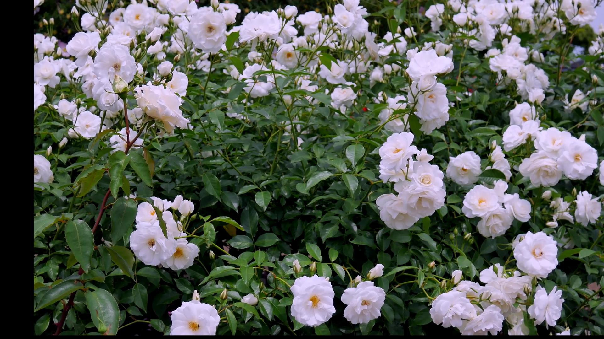 Đến thăm khu vườn trên đảo ở Nhật Bản với 2.600 cây hoa hồng rung rinh trước gió đẹp mê mẩn lòng người - Ảnh 13.