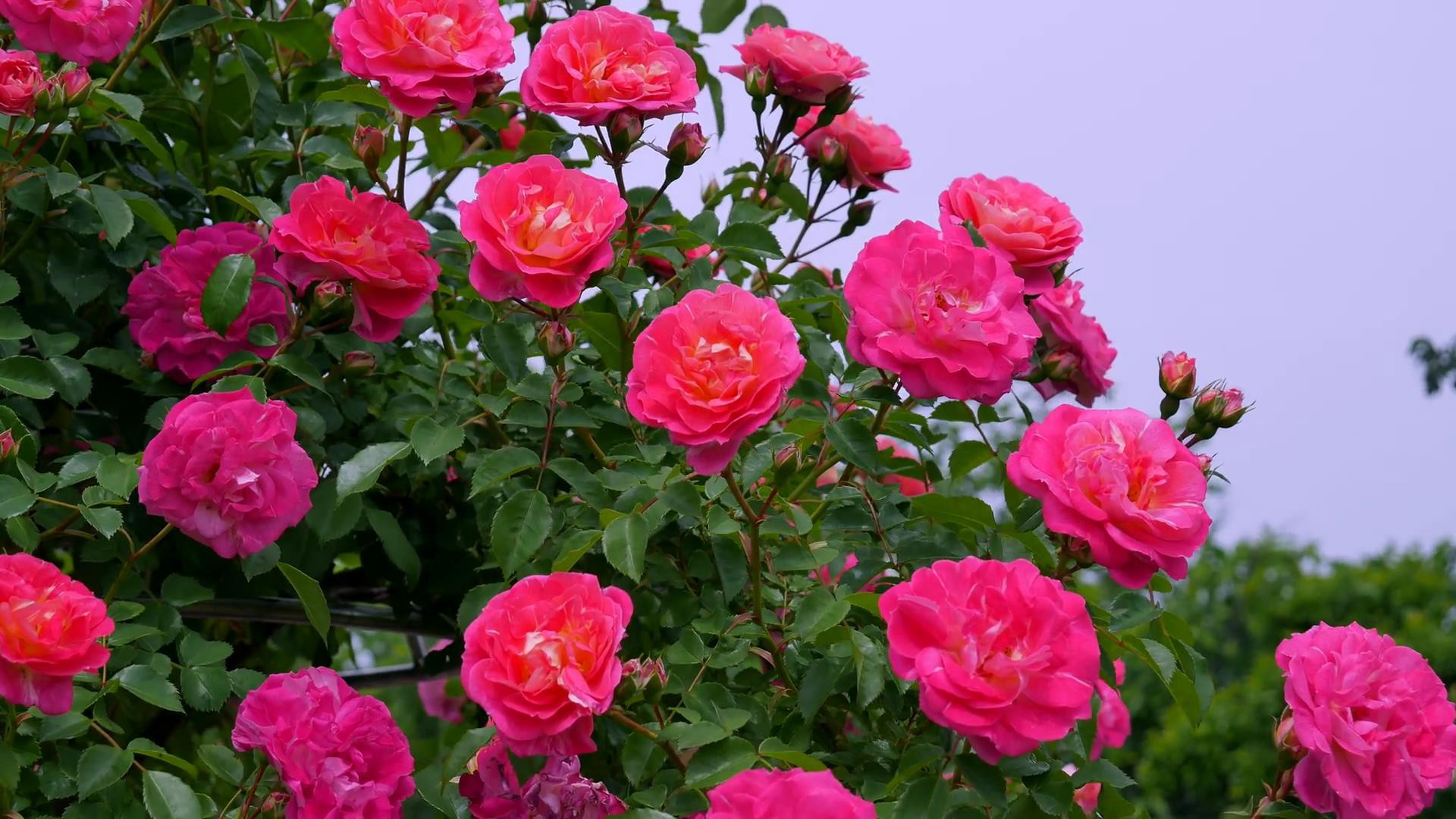 Đến thăm khu vườn trên đảo ở Nhật Bản với 2.600 cây hoa hồng rung rinh trước gió đẹp mê mẩn lòng người - Ảnh 15.