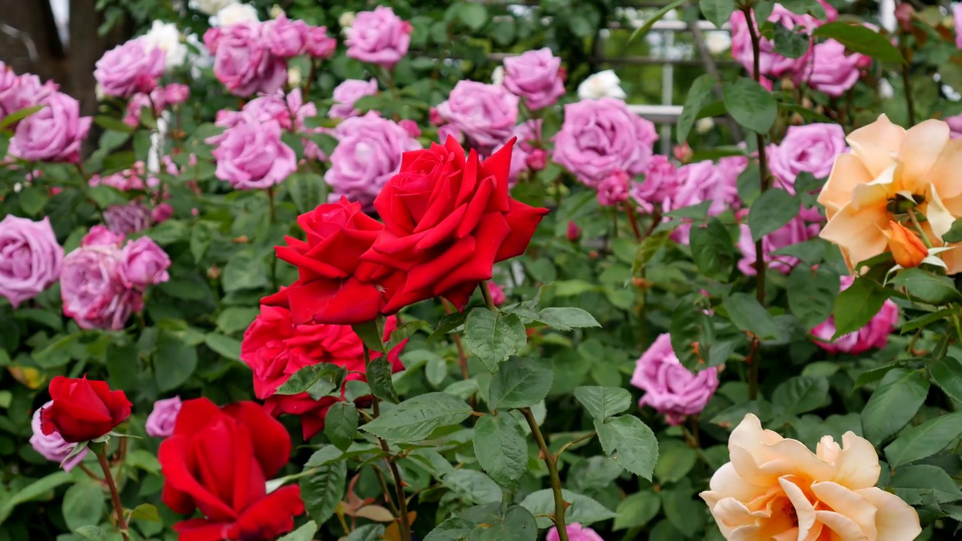 Đến thăm khu vườn trên đảo ở Nhật Bản với 2.600 cây hoa hồng rung rinh trước gió đẹp mê mẩn lòng người - Ảnh 14.