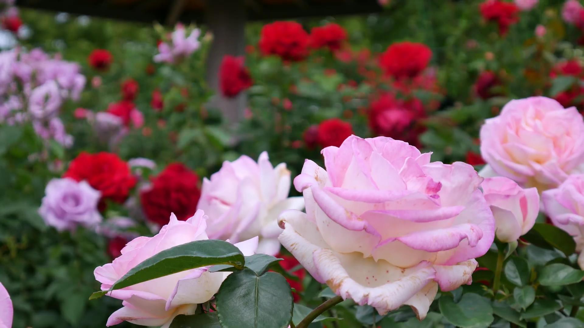 Đến thăm khu vườn trên đảo ở Nhật Bản với 2.600 cây hoa hồng rung rinh trước gió đẹp mê mẩn lòng người - Ảnh 16.