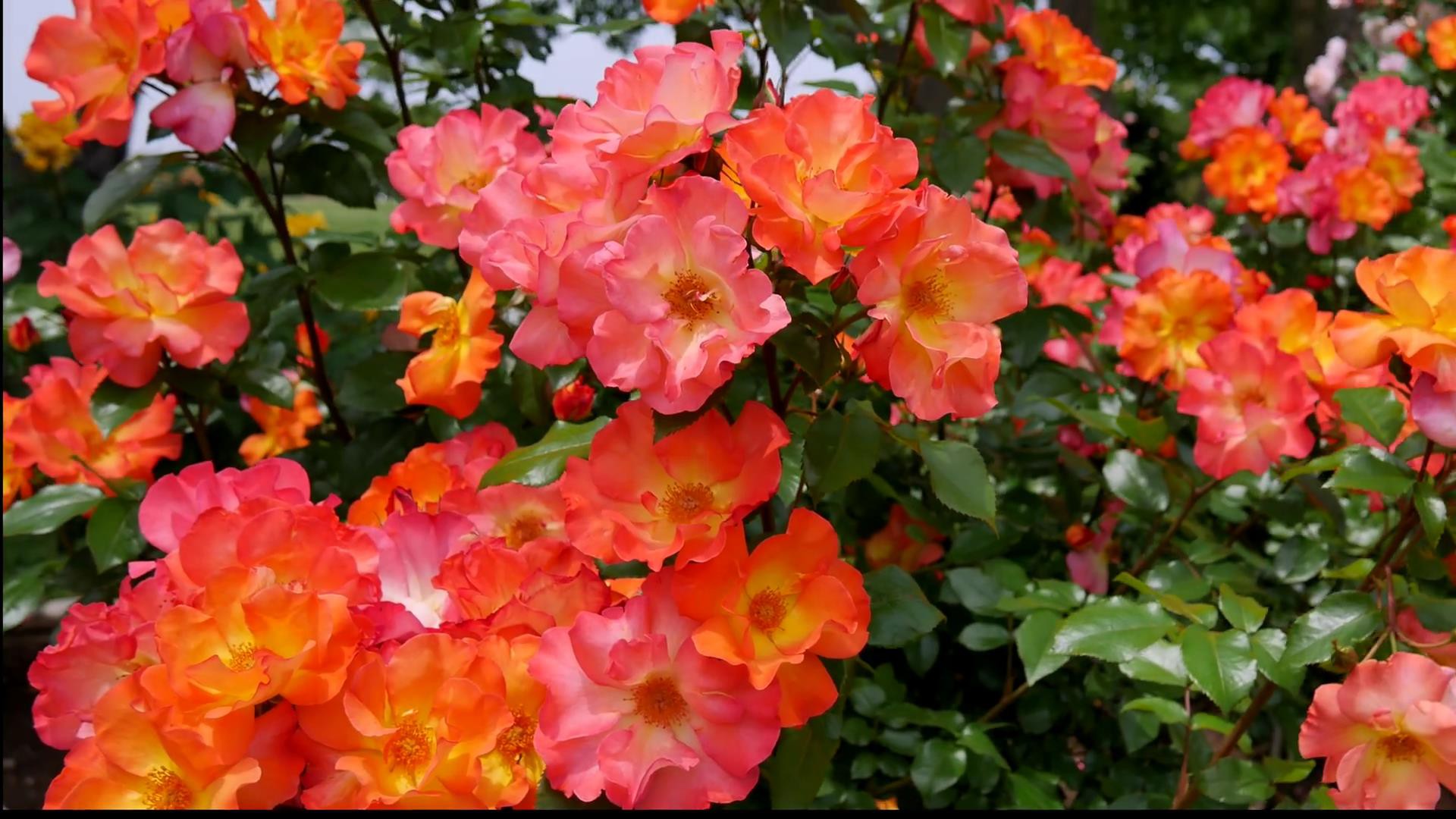 Đến thăm khu vườn trên đảo ở Nhật Bản với 2.600 cây hoa hồng rung rinh trước gió đẹp mê mẩn lòng người - Ảnh 17.