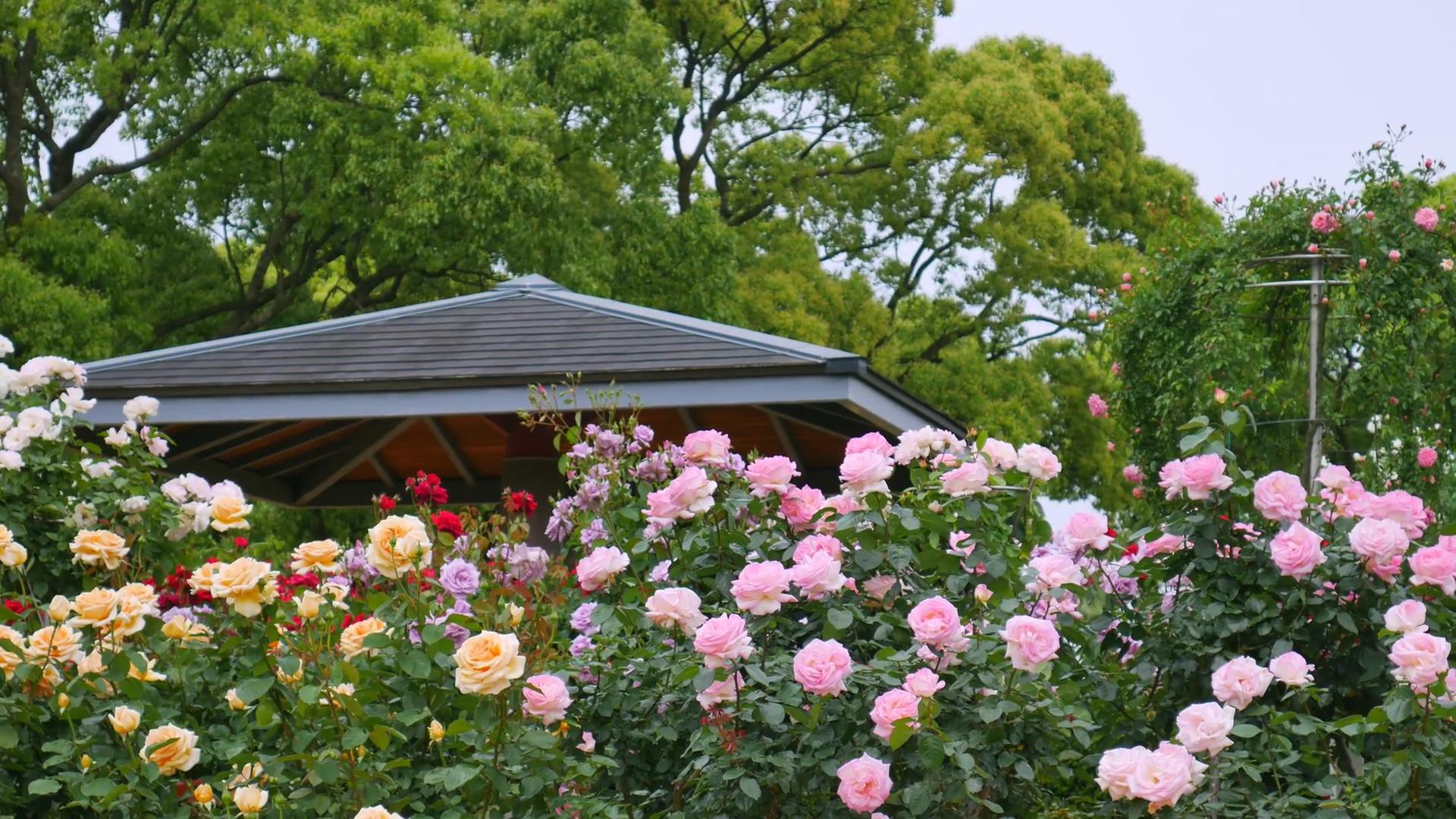 Đến thăm khu vườn trên đảo ở Nhật Bản với 2.600 cây hoa hồng rung rinh trước gió đẹp mê mẩn lòng người - Ảnh 18.
