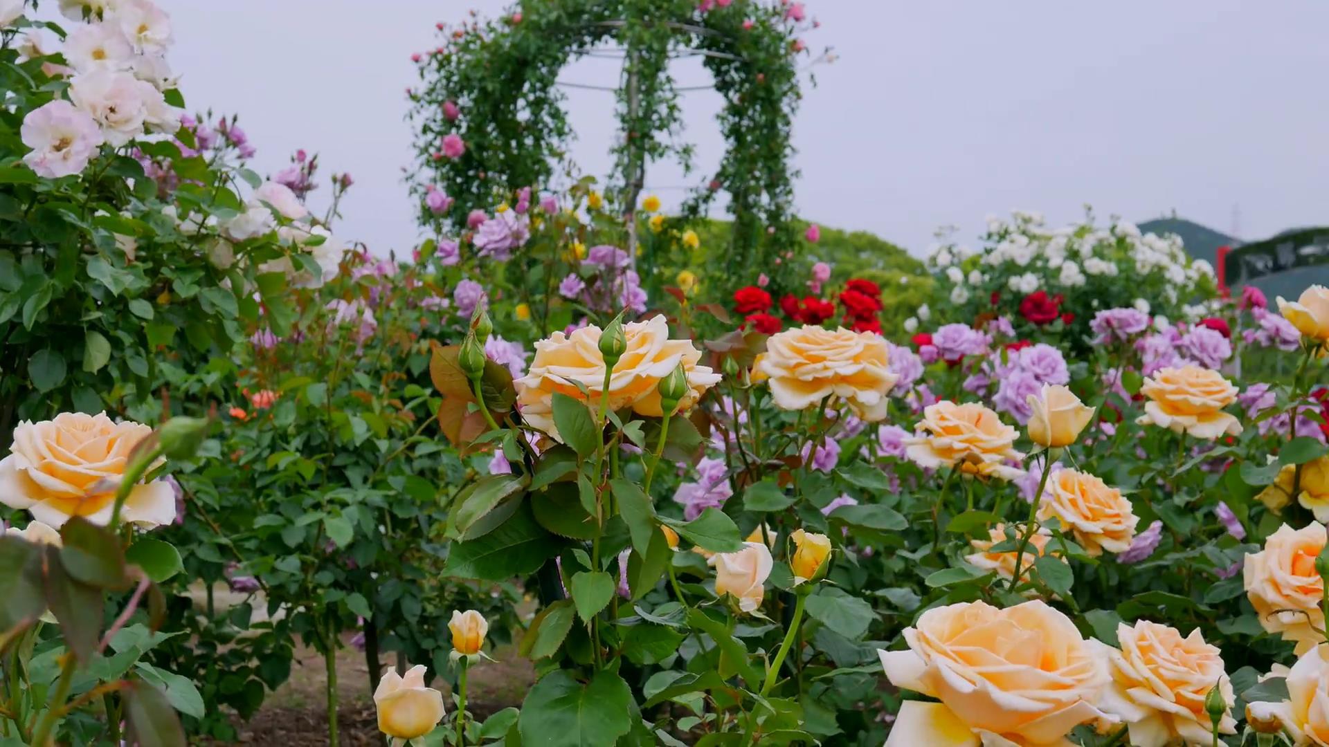 Đến thăm khu vườn trên đảo ở Nhật Bản với 2.600 cây hoa hồng rung rinh trước gió đẹp mê mẩn lòng người - Ảnh 19.